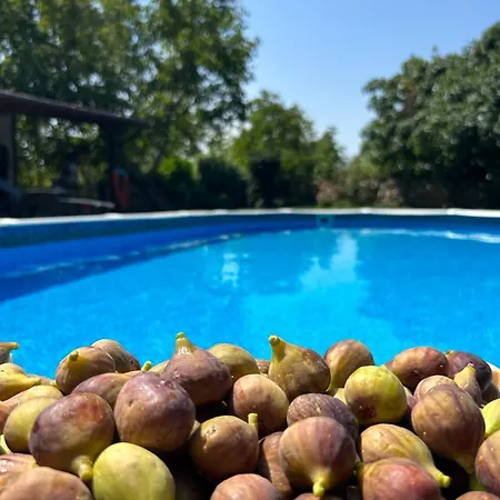 смокиня град